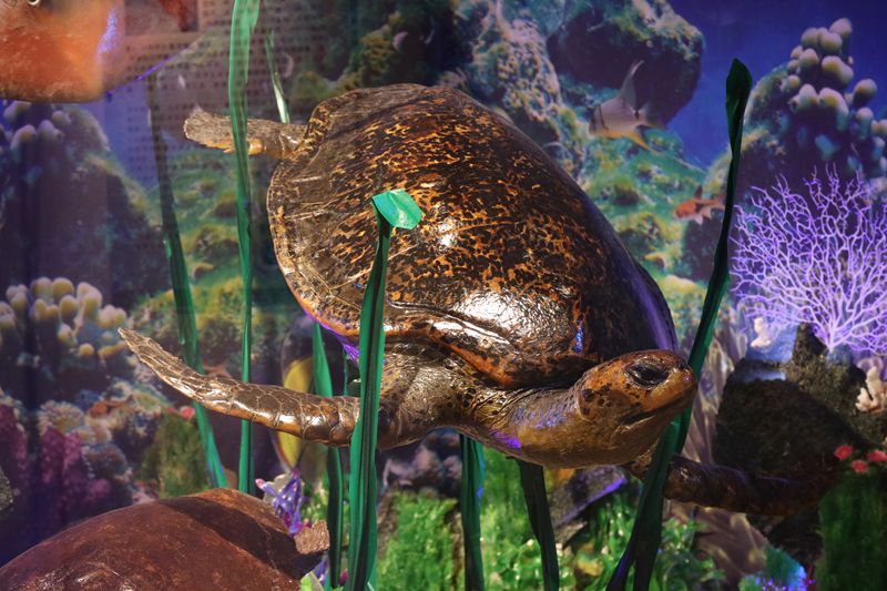 動植物標(biāo)本分館