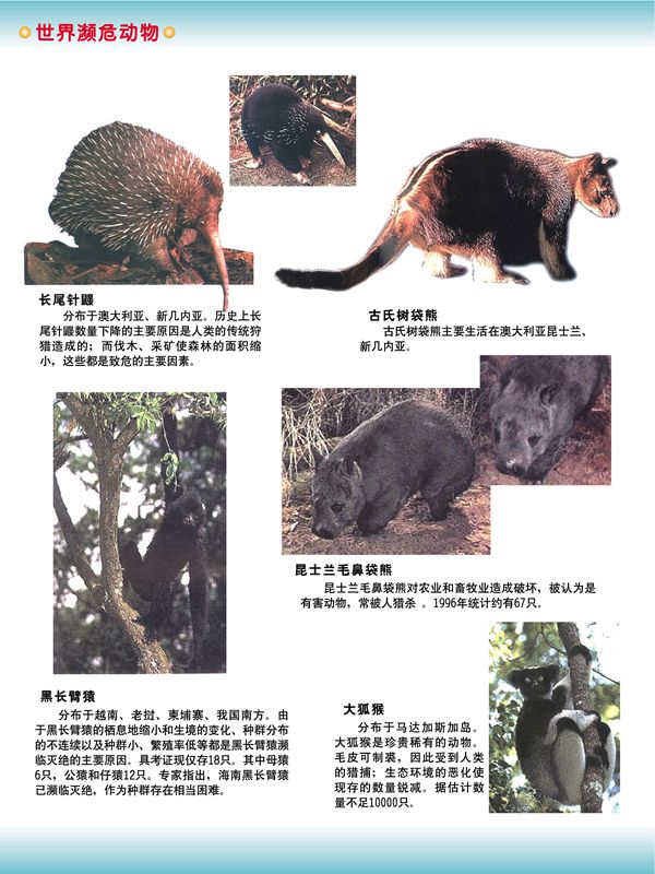 世界瀕危動(dòng)物
