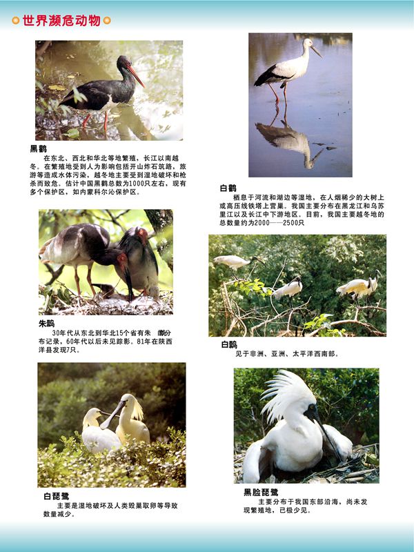 世界瀕危動物