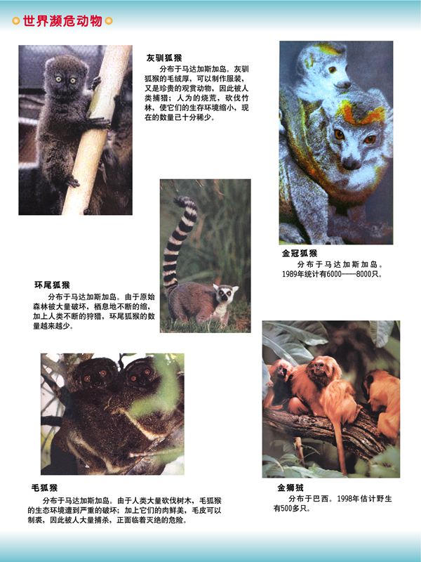 世界瀕危動(dòng)物