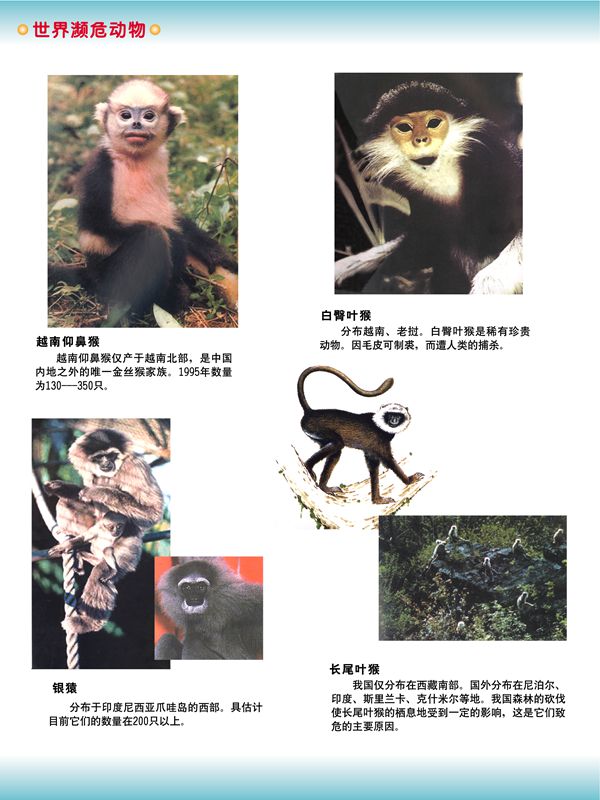 世界瀕危動(dòng)物