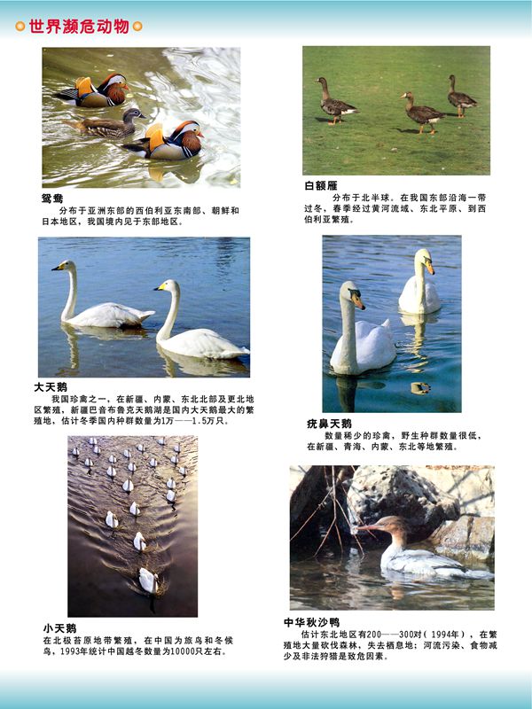世界瀕危動物